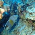 Pomacanthus maculosus (Sichelkaiserfisch)